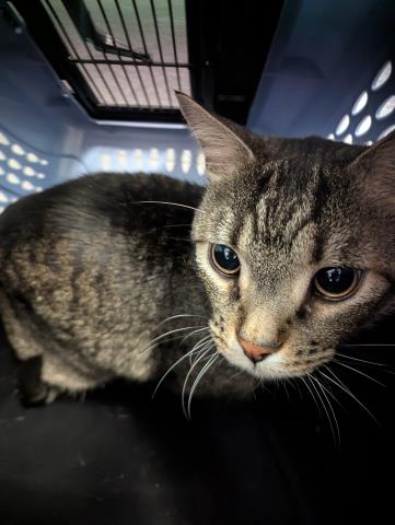Stromboli - Male - Domestic SH