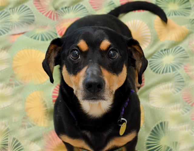 Milo - Male - Dachshund St-Pug