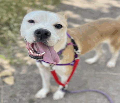 Molly - Female - Nonspecific
