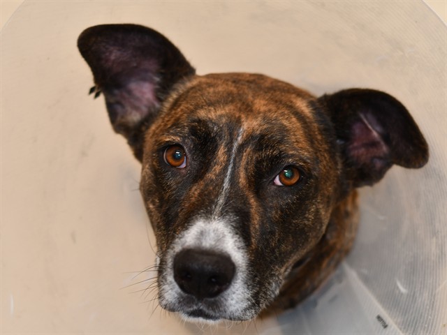 Teddi - Female - Nonspecific
