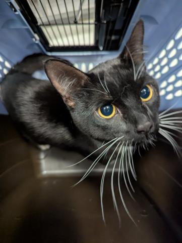 Acorn - Male - Domestic SH
