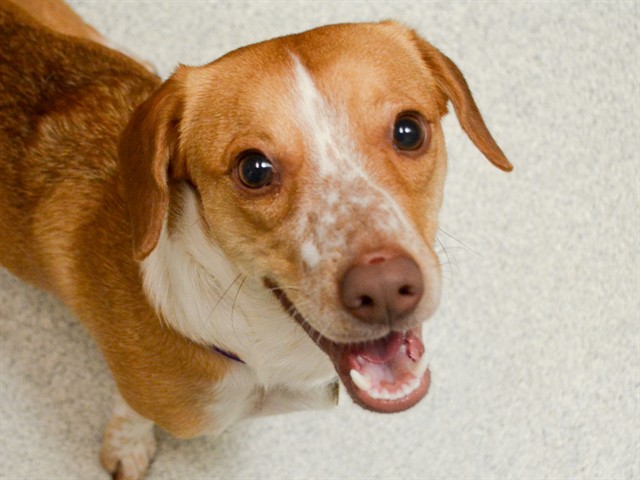 Elliot - Male - Nonspecific