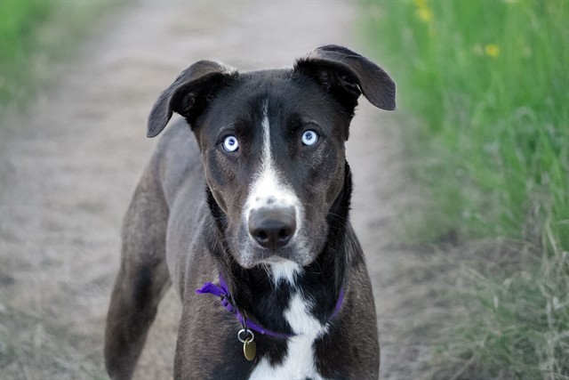 Zeus - Male - Nonspecific