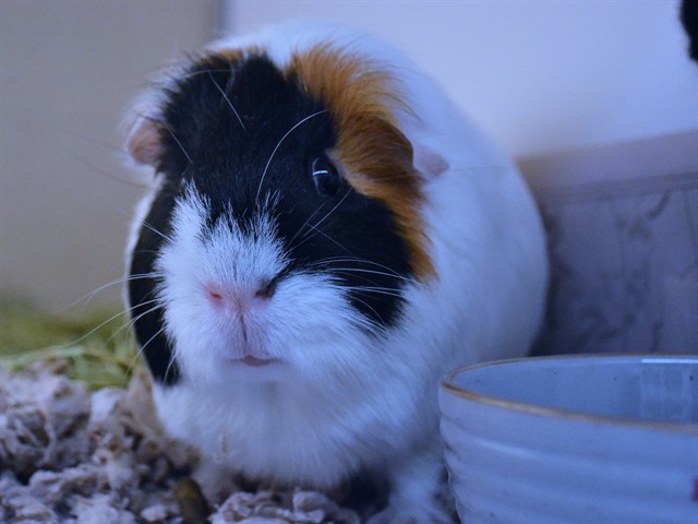Quigley - Male - Guinea Pig