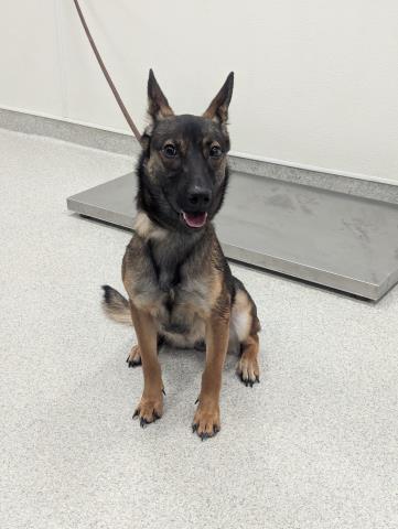 Macadamia - Female - Belgian Malinois-Mix