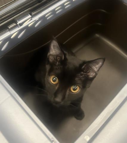 Poppi - Female - Domestic SH
