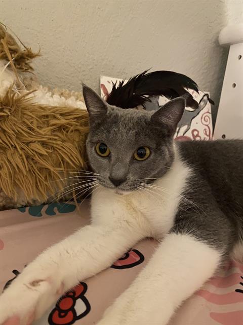 Willaby - Female - Domestic SH