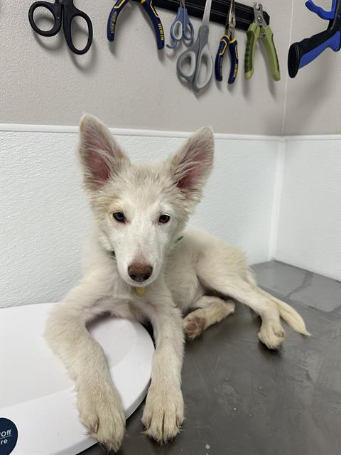 Salome - Female - Siberian Husky-Mix