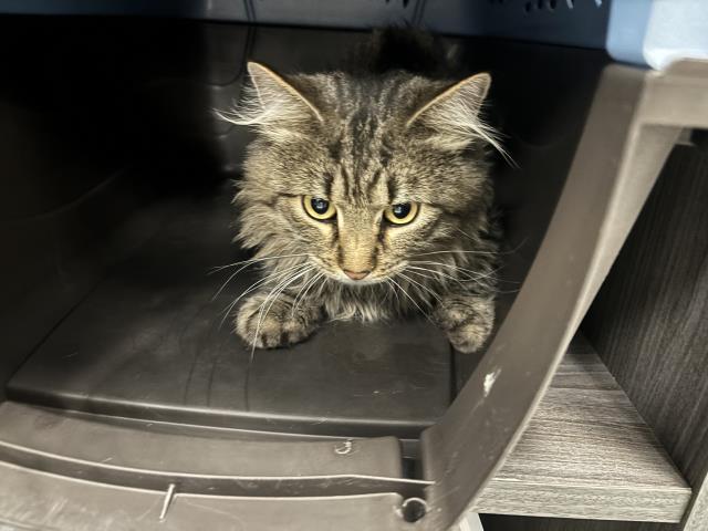  - Male - Domestic MH