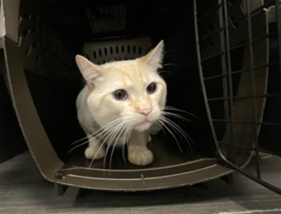 Bautista - Male - Domestic SH