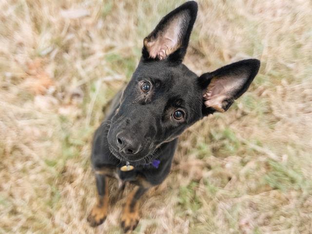 Pez - Male - German Shepherd