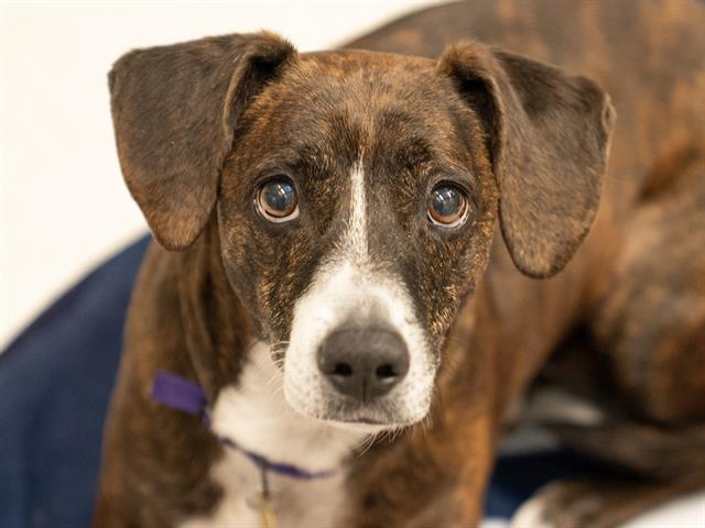 Edison - Male - Dachshund St-Mix