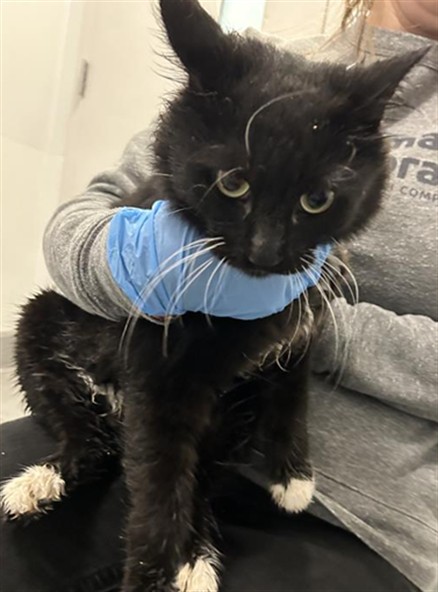 - Female - Domestic MH