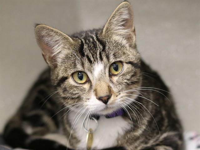 Bramble - Male - Domestic SH
