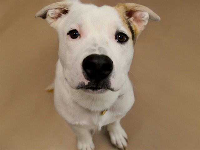 Panda - Male - Staffordshire Bull Terrier-Alaskan Malamute