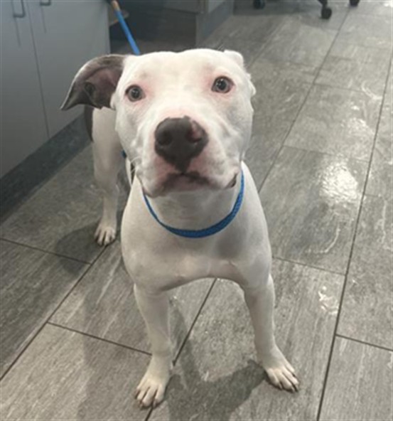  - Female - Pit Bull