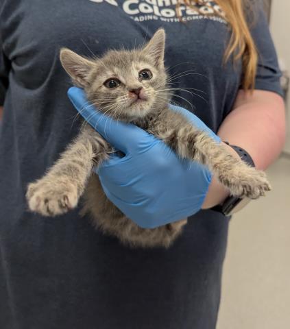 Nova - Female - Domestic SH