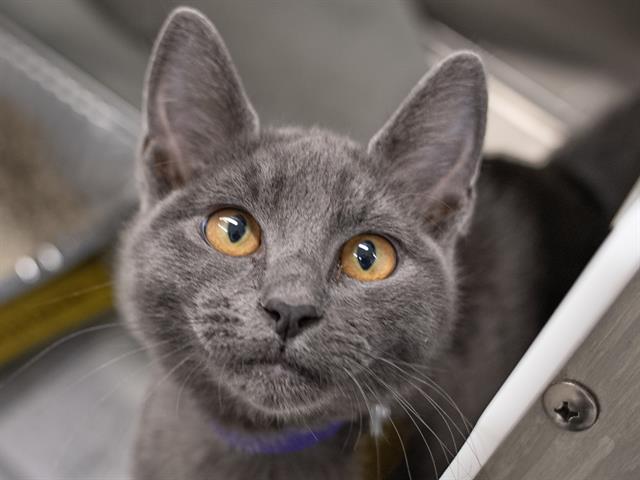 Sweet Bean - Male - Domestic SH
