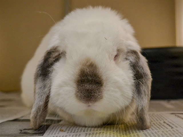 Mr Fluff - Male - Lop
