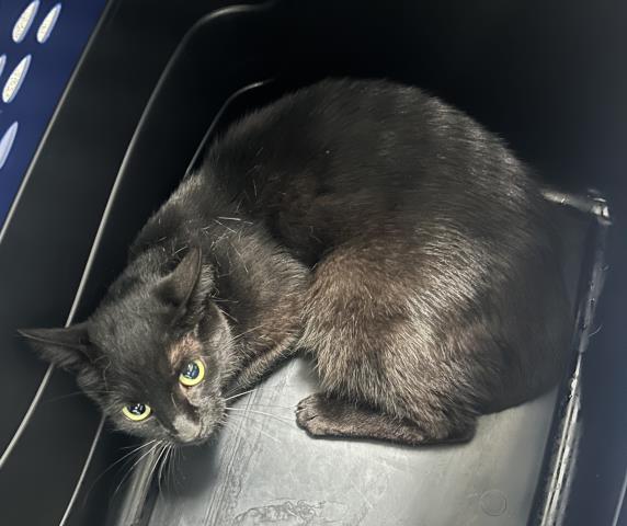 Panna Cotta - Female - Domestic SH