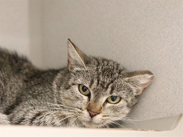 Pistachio - Female - Domestic SH