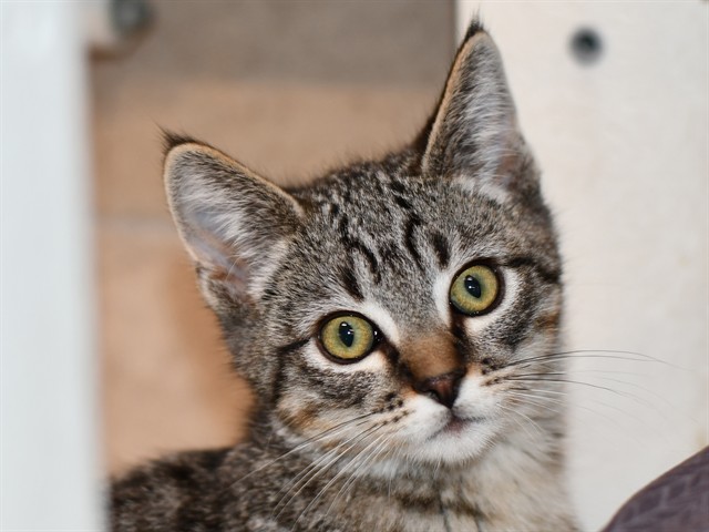 Cinnamon - Male - Domestic SH