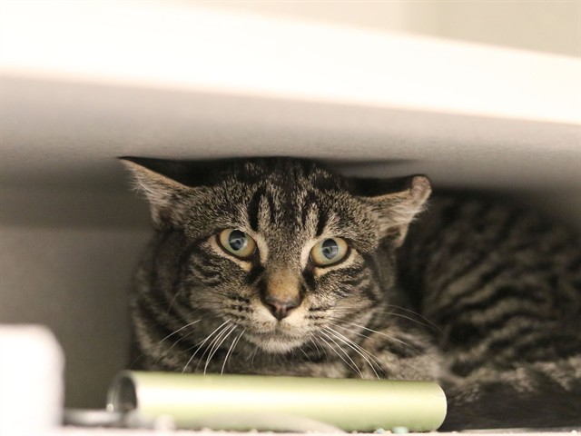 Zoe - Female - Domestic SH