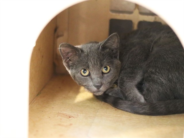 Maple - Female - Domestic SH