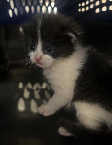  - Female - Domestic MH