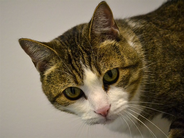 Charlie - Male - Domestic SH