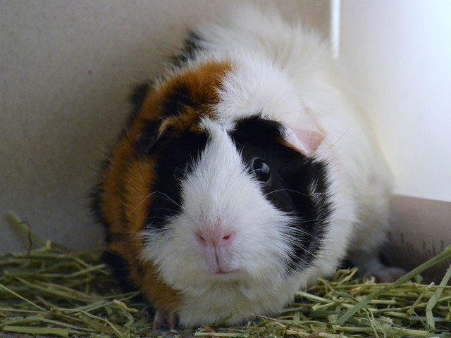 Oreo - Female - Guinea Pig
