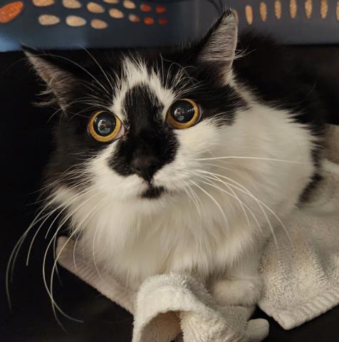  - Female - Domestic MH