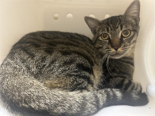 Moonie - Male - Domestic SH