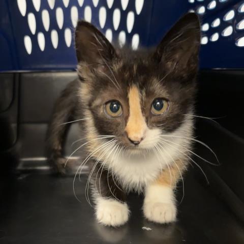 Vanessa - Female - Domestic SH