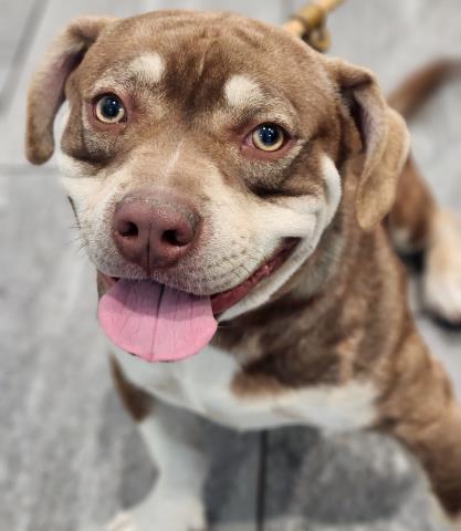 Porky - Male - Pit Bull-Mix