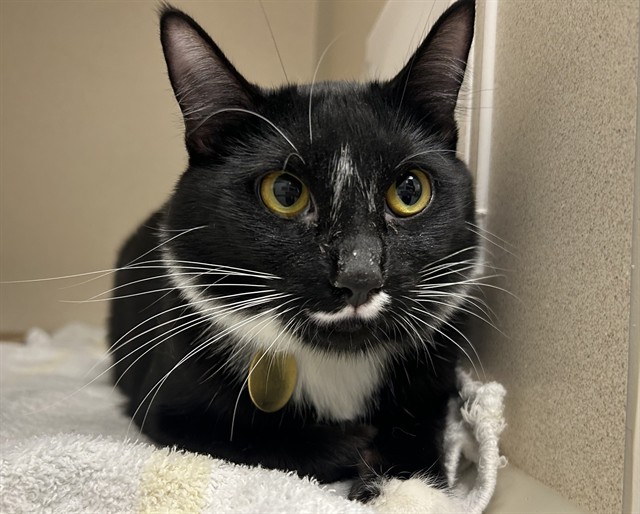 Pepper - Female - Domestic SH