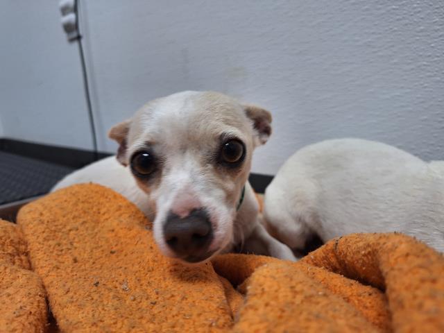 Bella - Female - Chihuahua