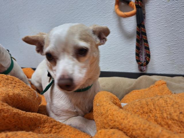 Blondie - Female - Chihuahua