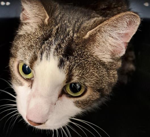 Lily - Female - Domestic SH