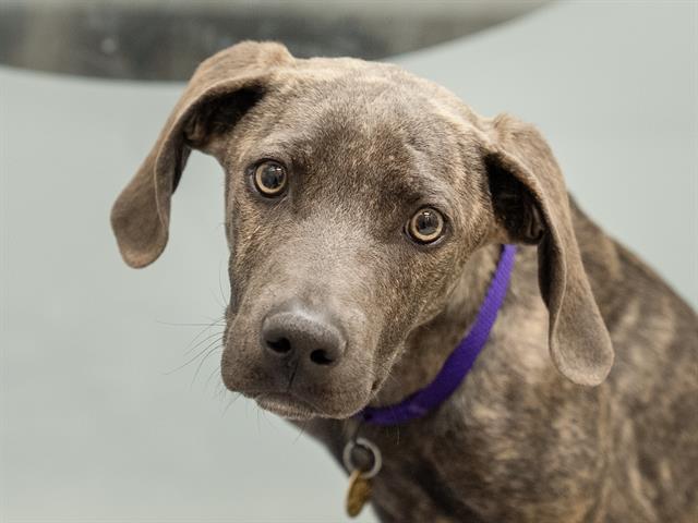 Gumdrop - Male - Weimaraner-Pit Bull