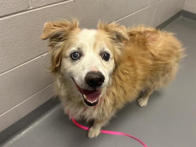 Frankie - Male - Australian Shepherd-Mix