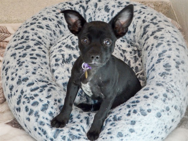 Kermit - Male - Chihuahua