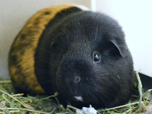 Almond - Female - Guinea Pig