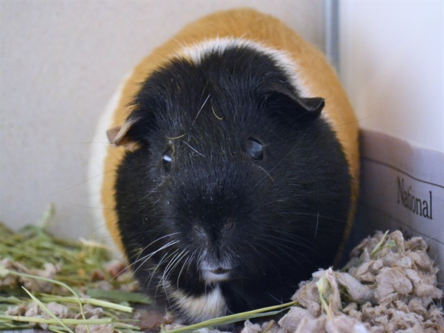 Broom - Male - Guinea Pig
