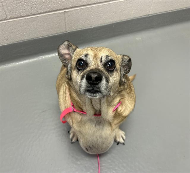 River - Female - Chihuahua-Mix