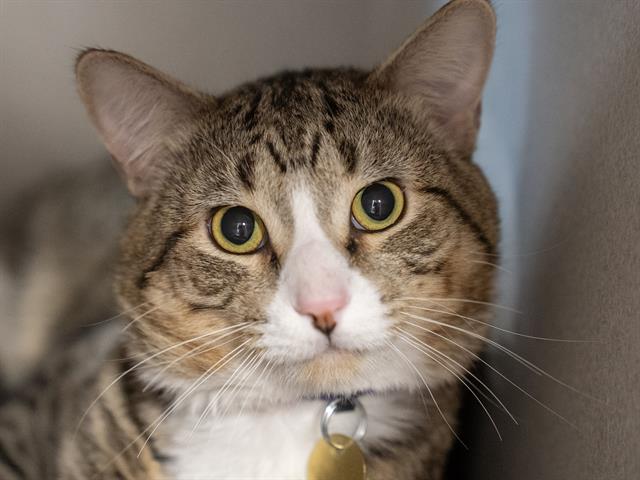 Malachi - Male - Domestic SH