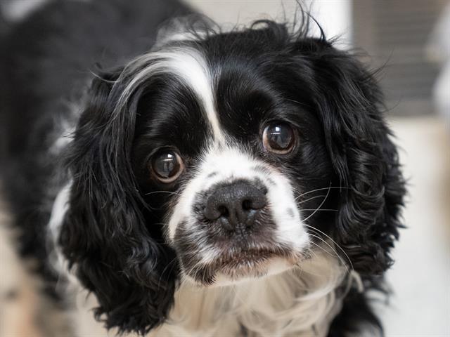 Gotti - Male - Cavalier King Charles Spaniel-Mix