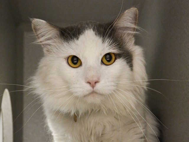 Costello - Male - Domestic SH