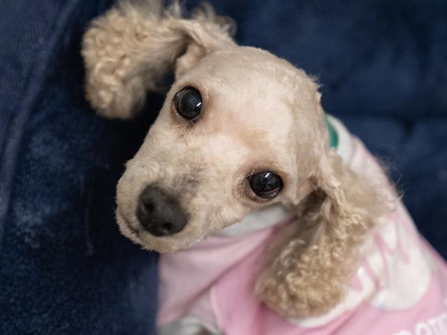 Mini - Female - Miniature Poodle