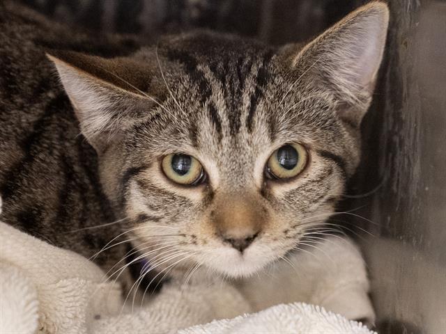 Brock - Male - Domestic SH